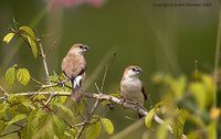 White-throated Munia - Euodice malabarica