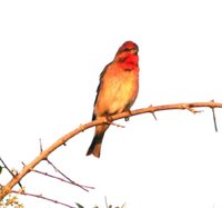 Common Rosefinch - Carpodacus erythrinus