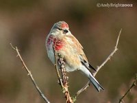 Eurasian Linnet - Carduelis cannabina