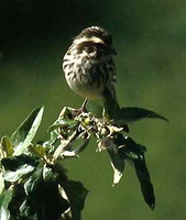 Streaky Seedeater - Serinus striolatus