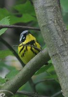 Magnolia Warbler - Dendroica magnolia