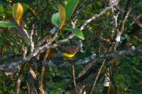 Tepui Redstart - Myioborus castaneocapillus