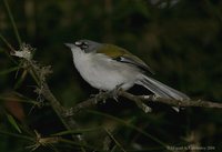 White-winged Warbler - Xenoligea montana