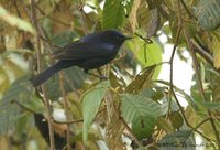 Capped Conebill - Conirostrum albifrons