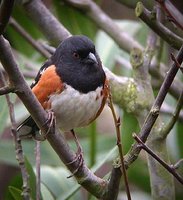 Spotted Towhee - Pipilo maculatus