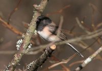 Dark-eyed Junco - Junco hyemalis