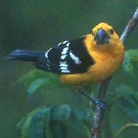 Yellow Grosbeak - Pheucticus chrysopeplus