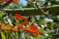 Streak-backed Oriole - Icterus pustulatus