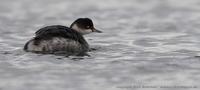 Black-necked Grebe