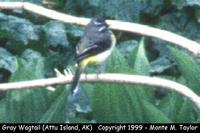 Gray Wagtail  (Attu Island, Alaska)