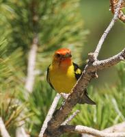 Western Tanager