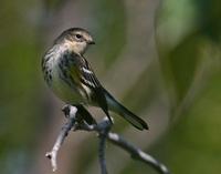 Yellowrumped Warbler  I rather like the pose and light here.