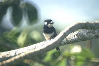 Black-breasted Puffbird. Photo by Barry Ulman. All rights reserved.