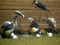 Grey Crowned Crane (Grå krontrana) - Balearica regulorum