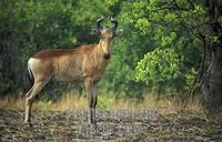 Lichtensteins hartebeest , Alcelaphus lichtensteini , Kafue National Park , Zambia stock photo