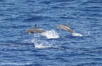 Spinner Dolphins