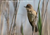 Rakosnik velky (Acrocephalus arundinaceus)