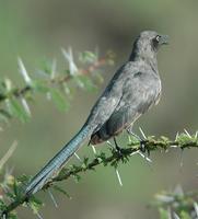 Ashy Starling p.490