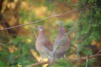 pale vented pigeon.jpg (1642823 bytes)