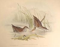 marsh crake