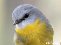 Eastern Yellow Robin