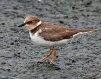 Little Ringed Plover Charadrius dubius