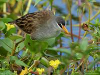 White-browed Crake