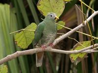 Black-chinned Fruit Dove