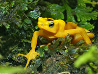 : Atelopus zeteki; Panamanian Golden Frog