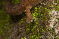 : Bolitoglossa hartwegi