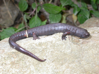 : Bolitoglossa robusta