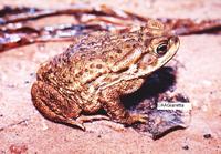: Bufo sp.