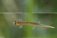 : Desmognathus fuscus; Northern Dusky Salamander