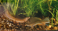 : Ommatotriton ophryticus; Banded Newt