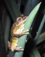 : Osteopilus septentrionalis; Cuban Treefrog