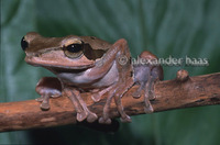 : Polypedates macrotis; Brown-Striped Tree Frog