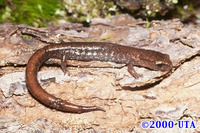 : Pseudoeurycea rex