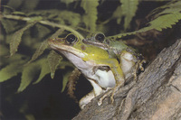 : Rana hosii