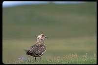 : Catharacta skua; Great Skua