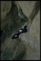 : Cepphus columba; Pigeon Guillemot