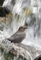 : Cinclus mexicanus mexicanus; American Dipper