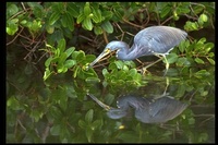 : Egretta tricolor; Tricolored Heron