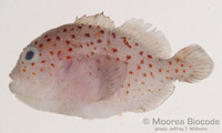 : Caracanthus maculatus