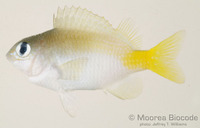 : Plectroglyphidodon imparipennis