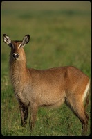 : Kobus ellipsiprymnus defassa; Defassa Waterbuck