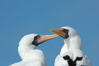 : Sula granti; Masked Booby, Nazca Booby