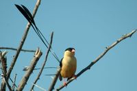 : Vidua regia; Shaft-tailed Whydah