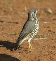 : Zoothera litsitsirupa; Groundscraper Thrush