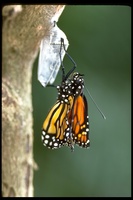 : Danaus plexippus; Monarch Butterfly