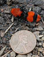 : Dasymutilla occidentalis; Velvet Ant (a.k.a. Cow Killer)